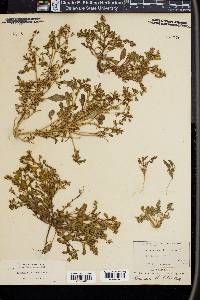 Emmenanthe lutea image