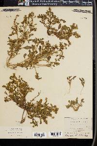 Emmenanthe lutea image