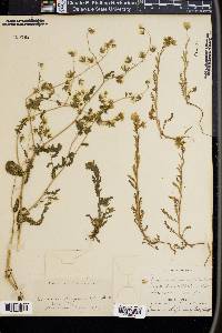 Emmenanthe penduliflora image