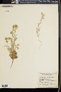 Emmenanthe penduliflora image