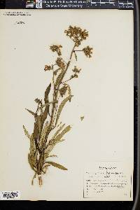 Eriodictyon californicum image