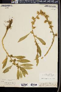 Hydrolea quadrivalvis image
