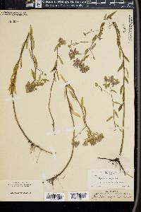 Hydrolea corymbosa image