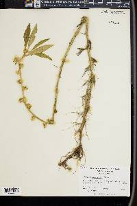 Hydrolea quadrivalvis image