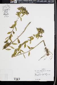 Hydrolea ovata image
