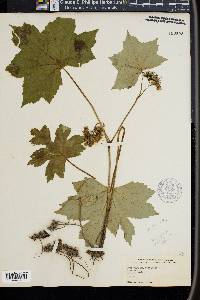 Hydrophyllum canadense image