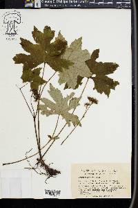 Hydrophyllum canadense image