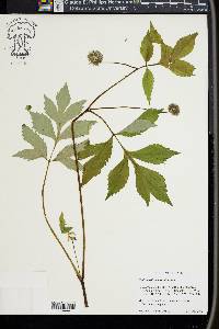 Hydrophyllum virginianum image