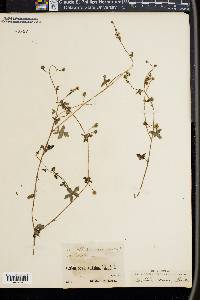 Nemophila racemosa image