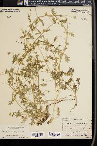 Nemophila menziesii image
