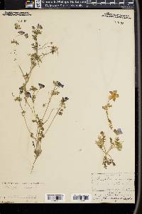 Nemophila insignis image
