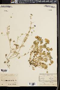 Nemophila insignis image