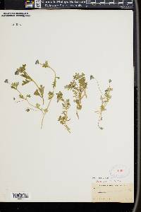 Nemophila menziesii image