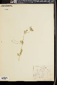 Nemophila menziesii image