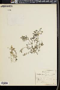 Nemophila heterophylla image