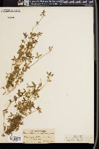 Nemophila breviflora image