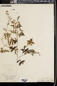 Nemophila racemosa image
