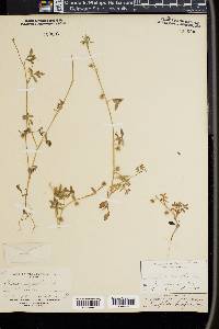 Nemophila breviflora image