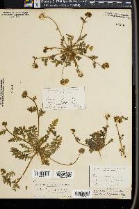 Phacelia arizonica image