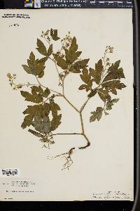 Phacelia bipinnatifida image