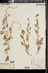 Phacelia ciliata image