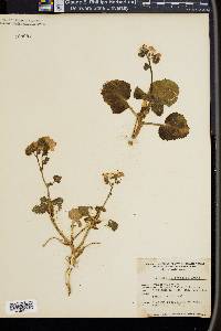 Phacelia calthifolia image