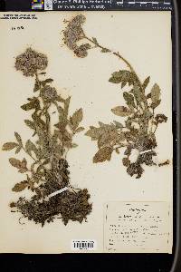 Phacelia californica image