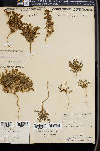 Phacelia ivesiana image