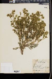 Phacelia ivesiana image