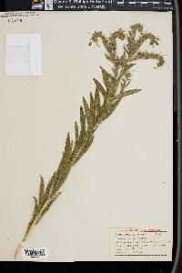 Phacelia leucophylla image