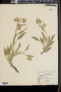 Phacelia leucophylla image