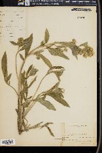 Phacelia leucophylla image