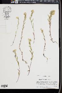 Phacelia linearis image