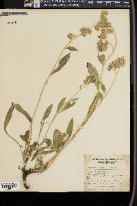 Phacelia mutabilis image