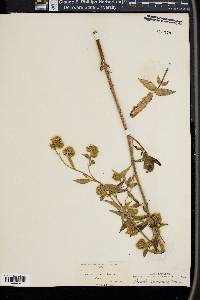 Phacelia nemoralis image