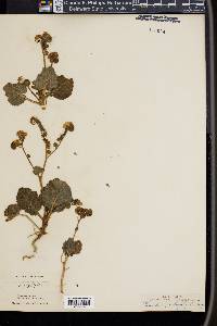 Phacelia pachyphylla image