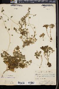 Phacelia perityloides image