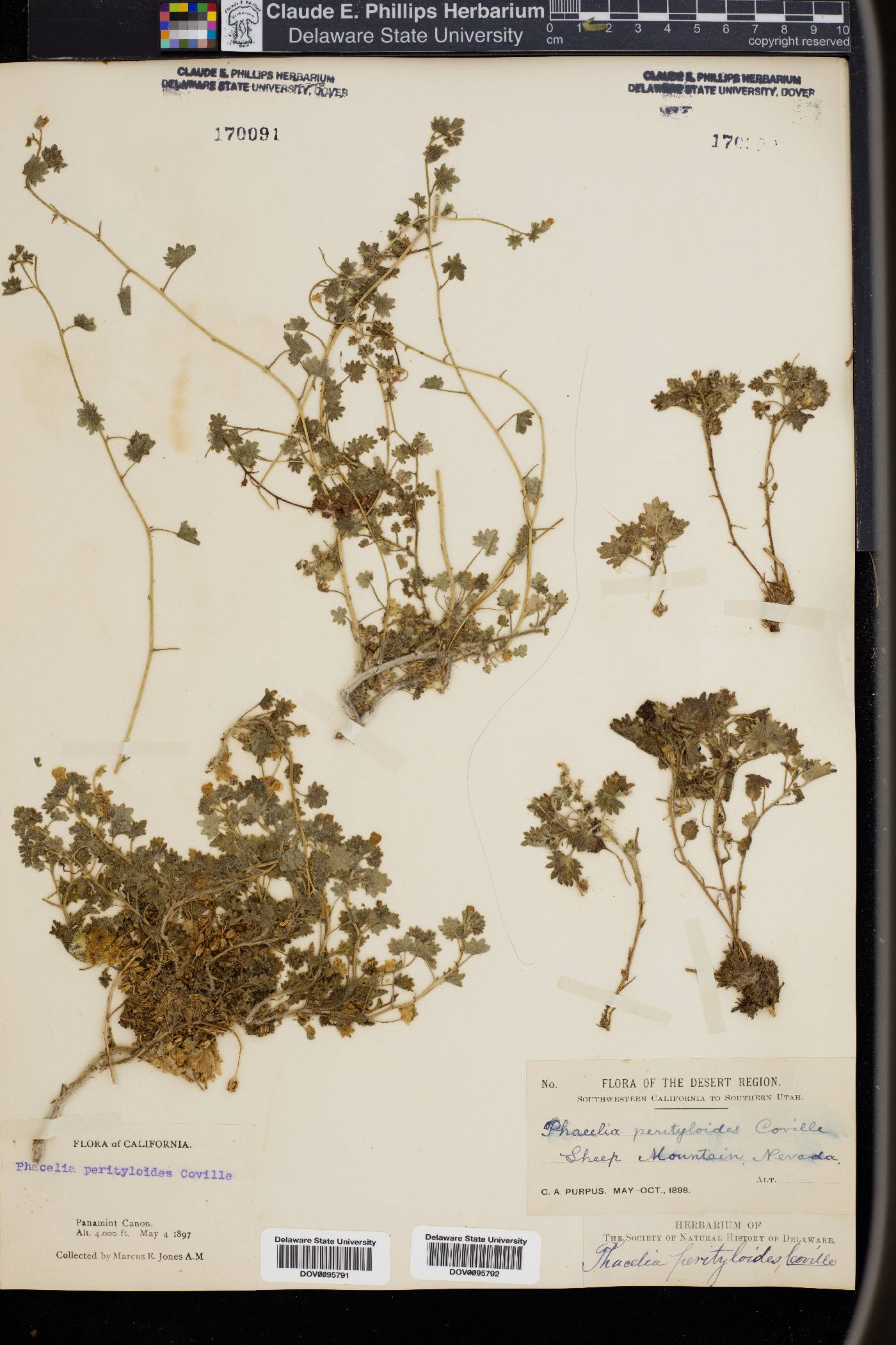 Phacelia perityloides image