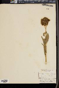 Phacelia procera image