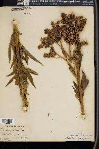 Phacelia procera image