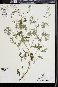 Phacelia purshii image