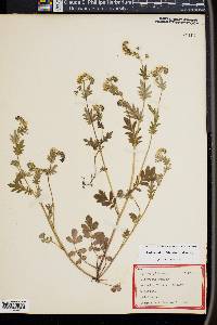 Phacelia purshii image