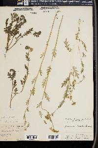 Phacelia purshii image