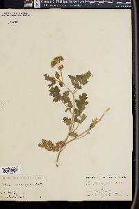 Phacelia congesta image