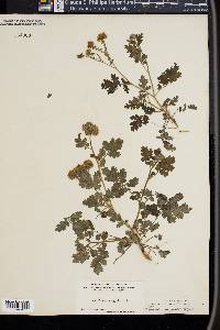 Phacelia congesta image