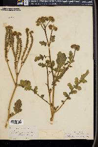 Phacelia crenulata image