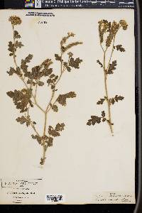 Phacelia congesta image