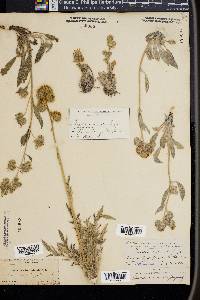 Phacelia secunda image