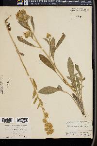 Phacelia secunda image