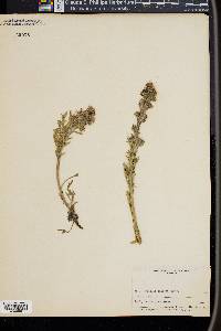 Phacelia sericea subsp. ciliosa image